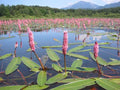 Persicaria amphibia