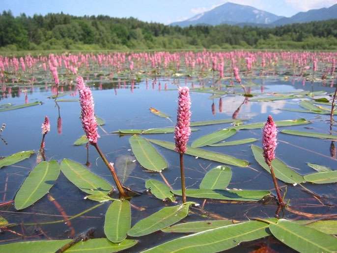 Persicaria amphibia