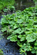 Petasites albus