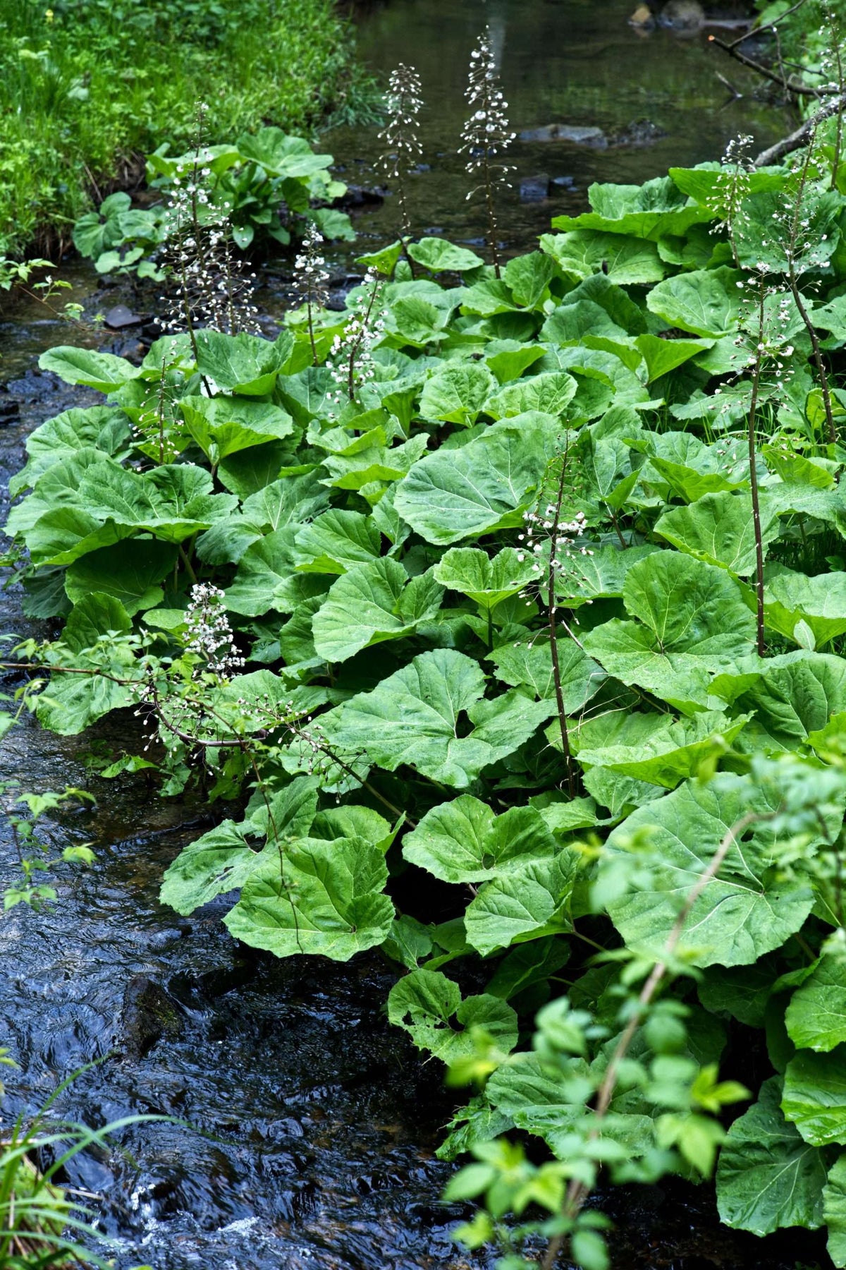 Petasites albus