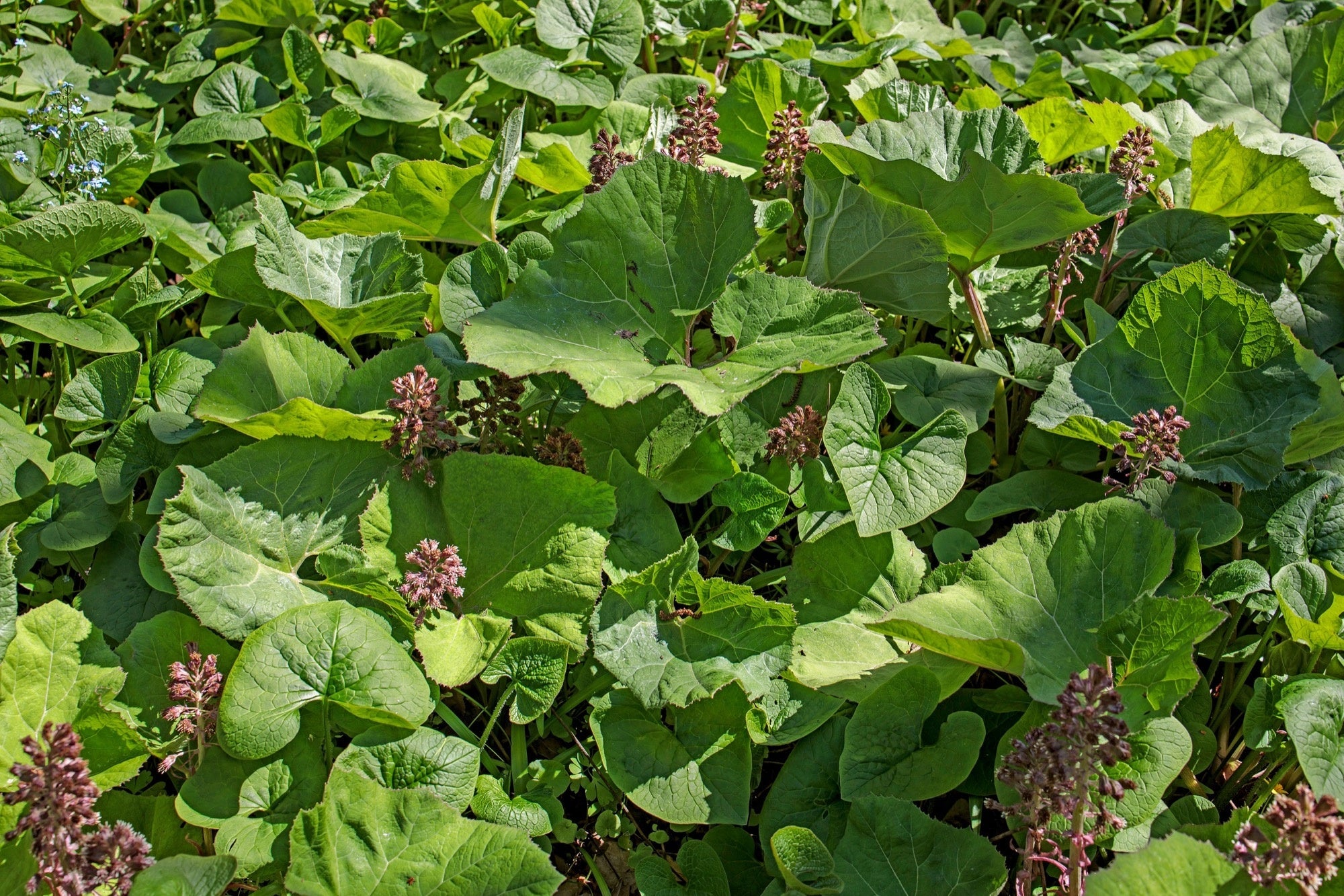 Petasites hybridus
