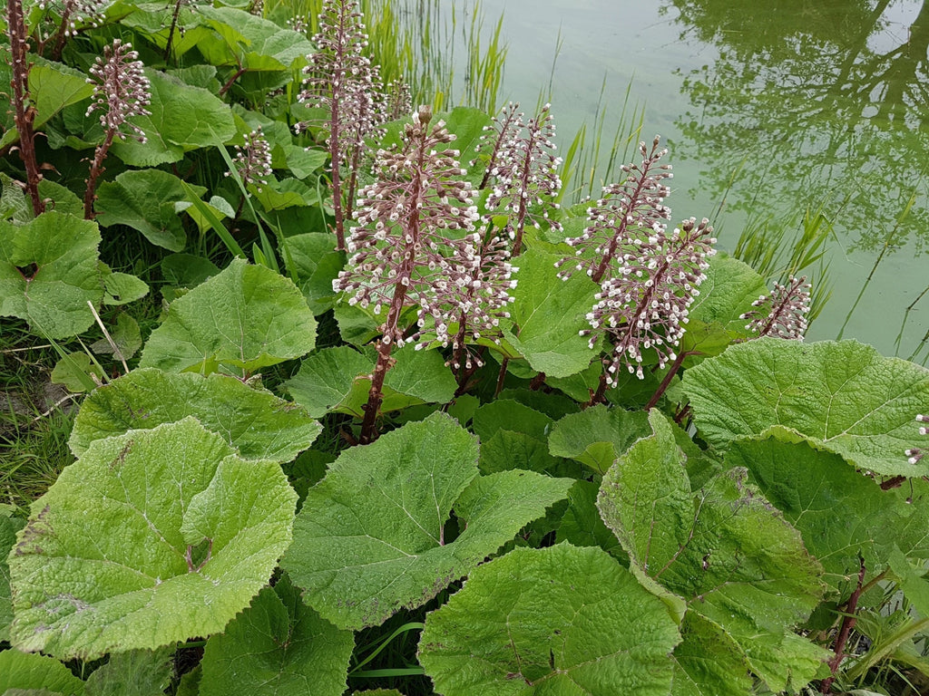 Petasites hybridus