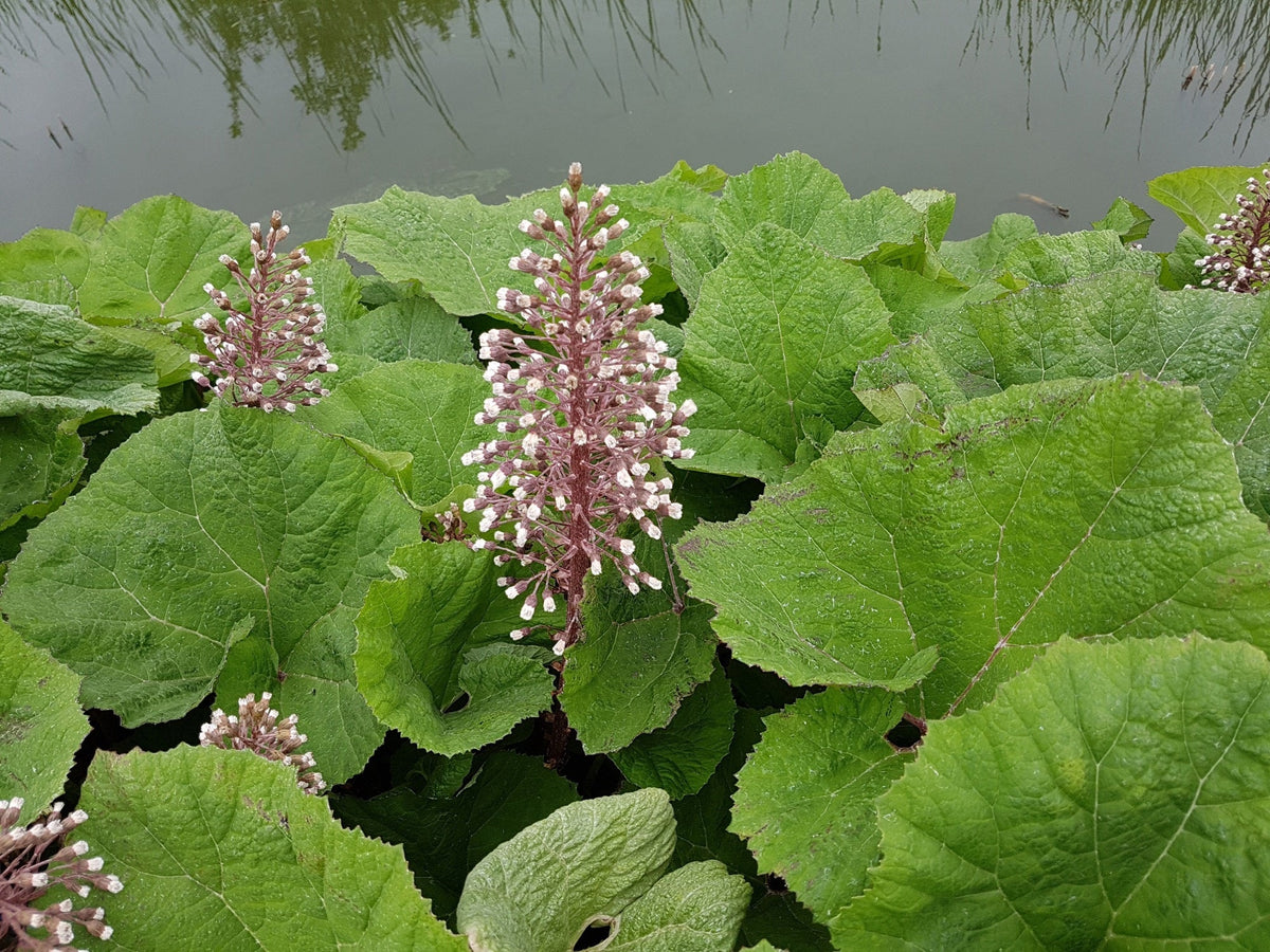 Petasites hybridus