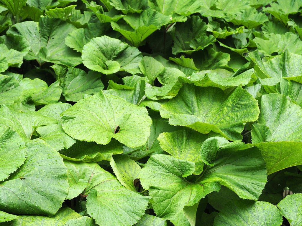 Petasites japonicus giganteus