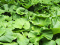Petasites japonicus giganteus