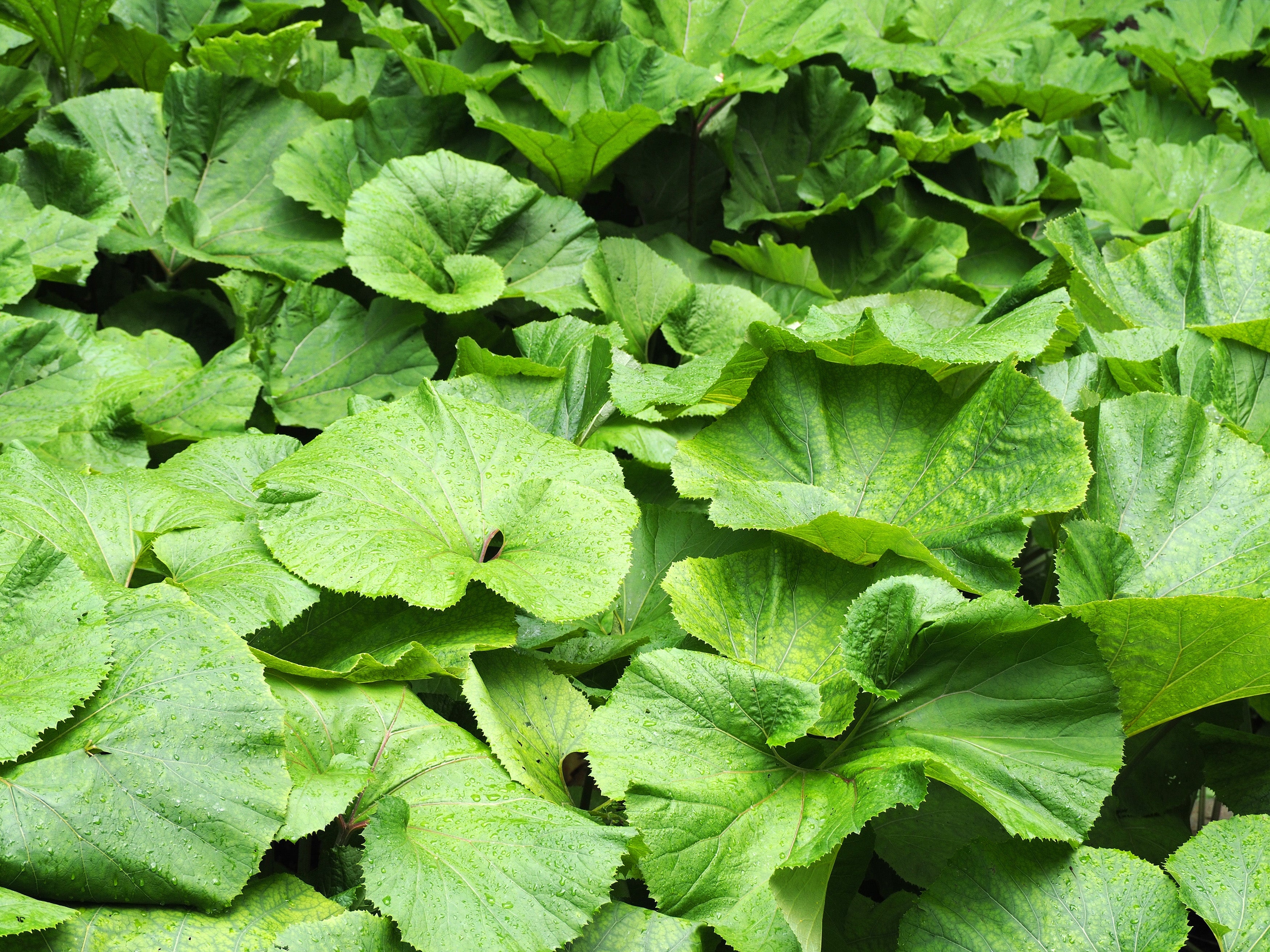 Petasites japonicus giganteus