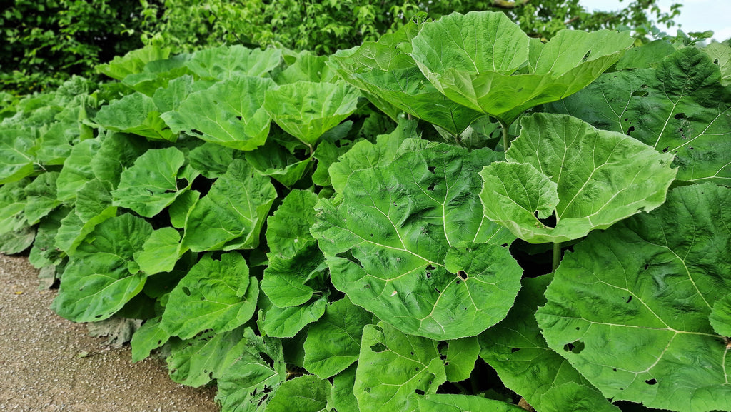 Petasites japonicus giganteus