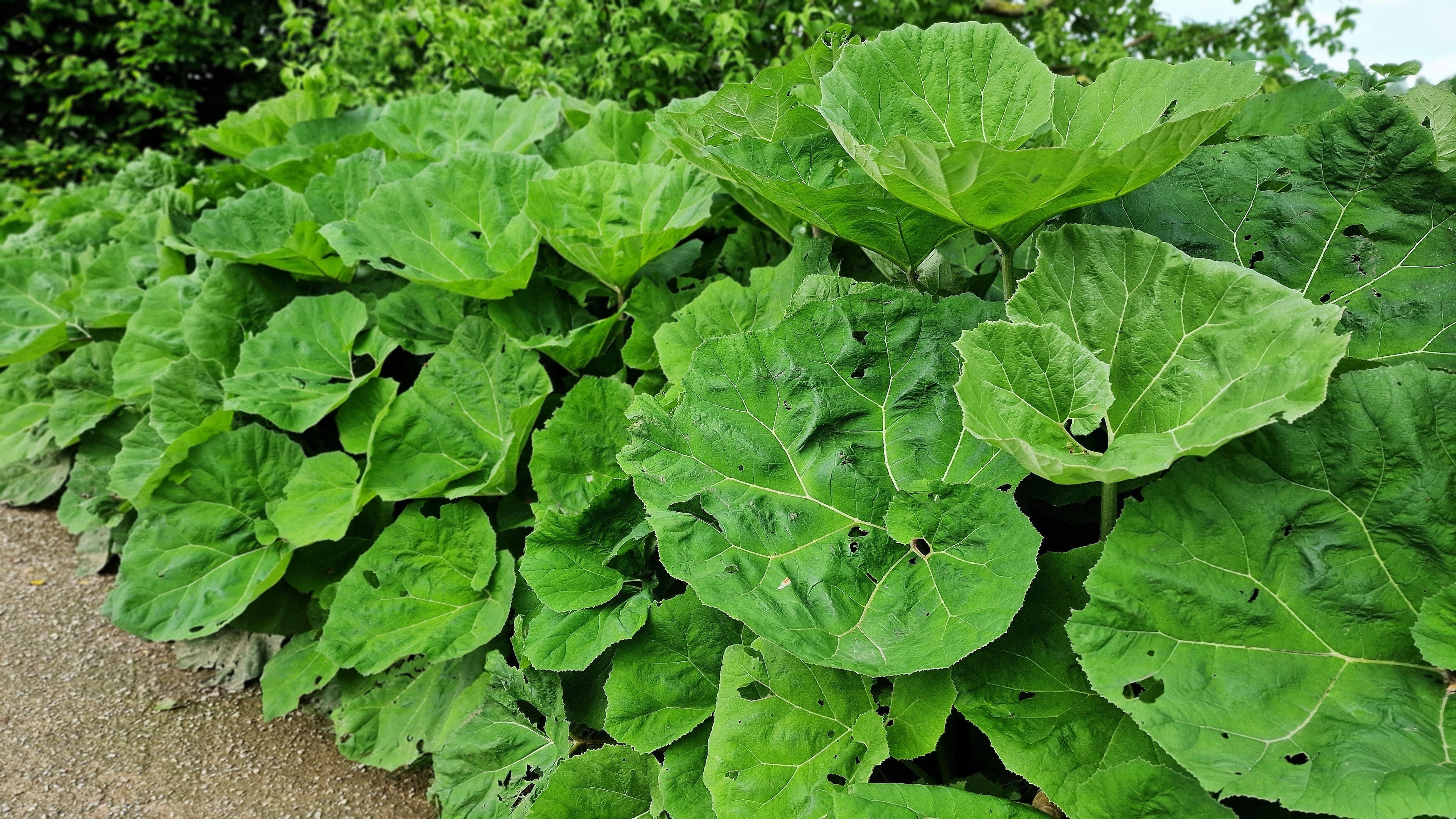 Petasites japonicus giganteus