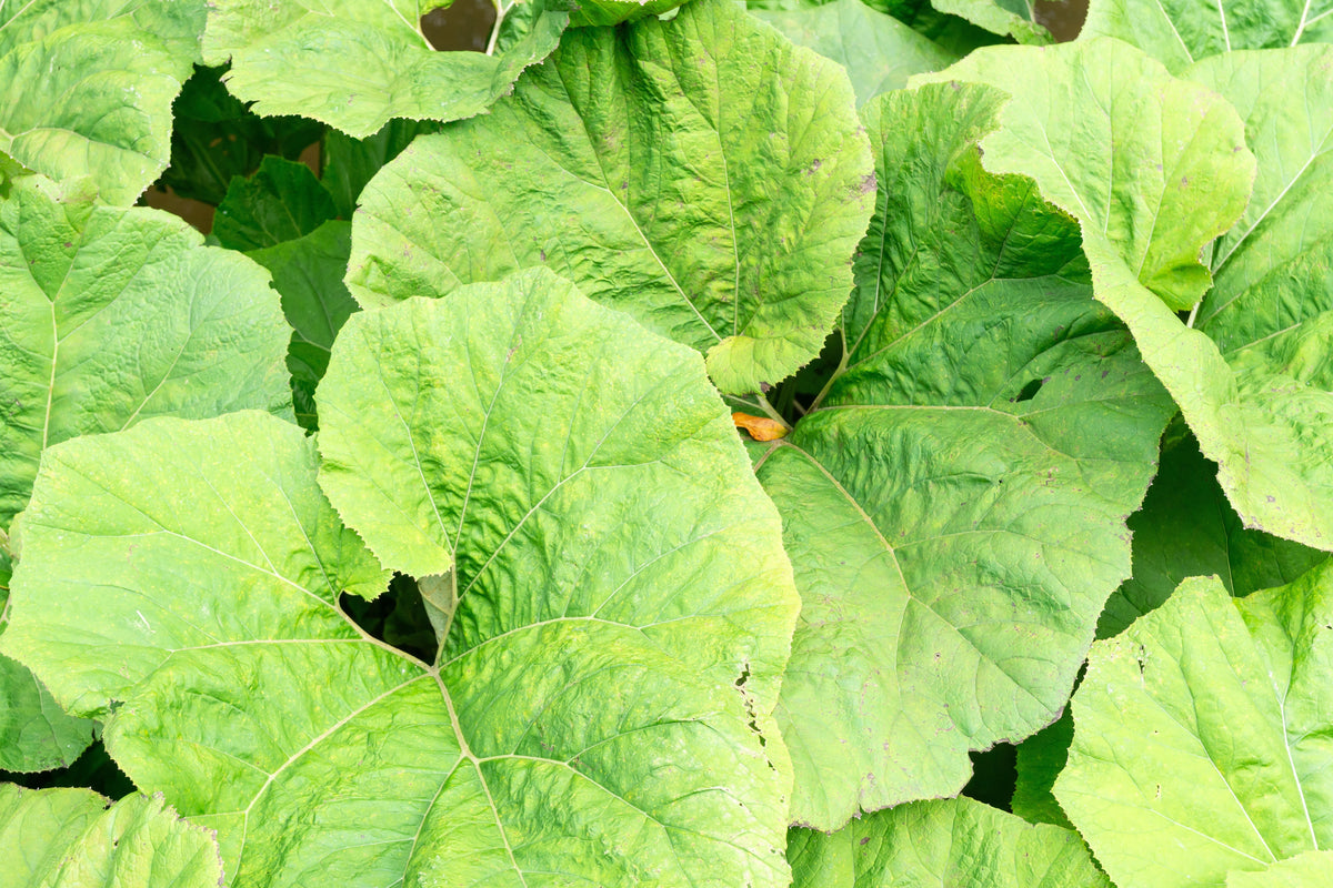Petasites japonicus giganteus