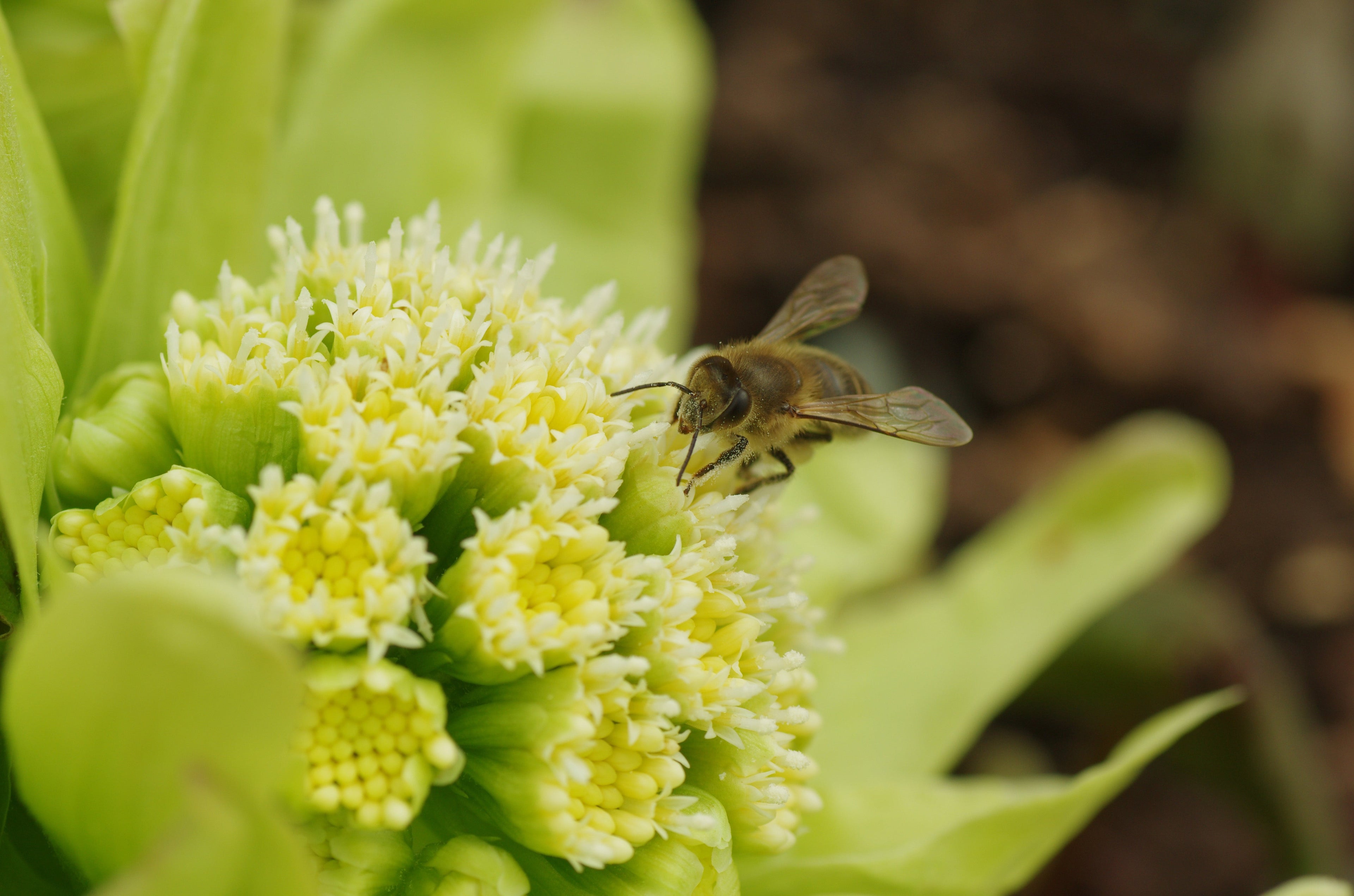 Petasites japonicus giganteus