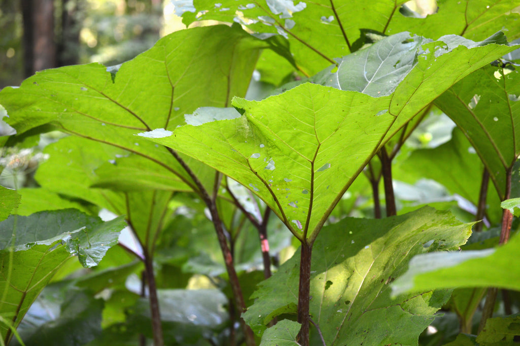 Petasites japonicus giganteus