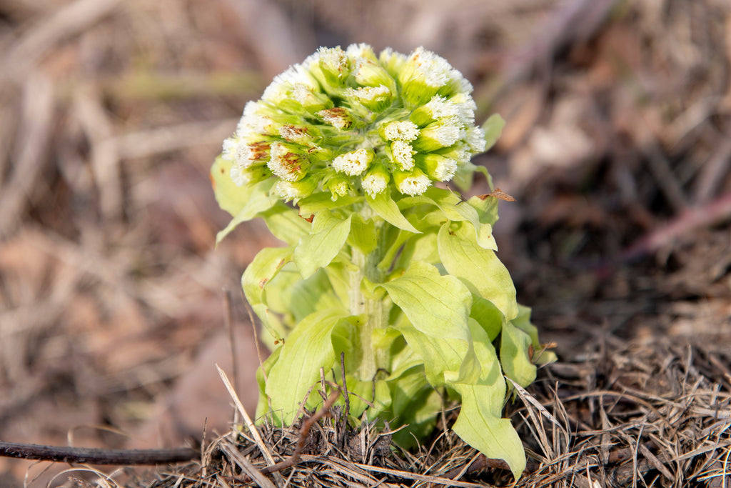 Petasites japonicus giganteus
