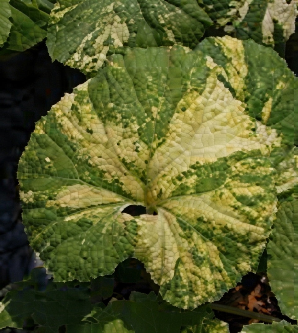 Petasites japonicus variegata