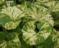 Petasites japonicus variegata