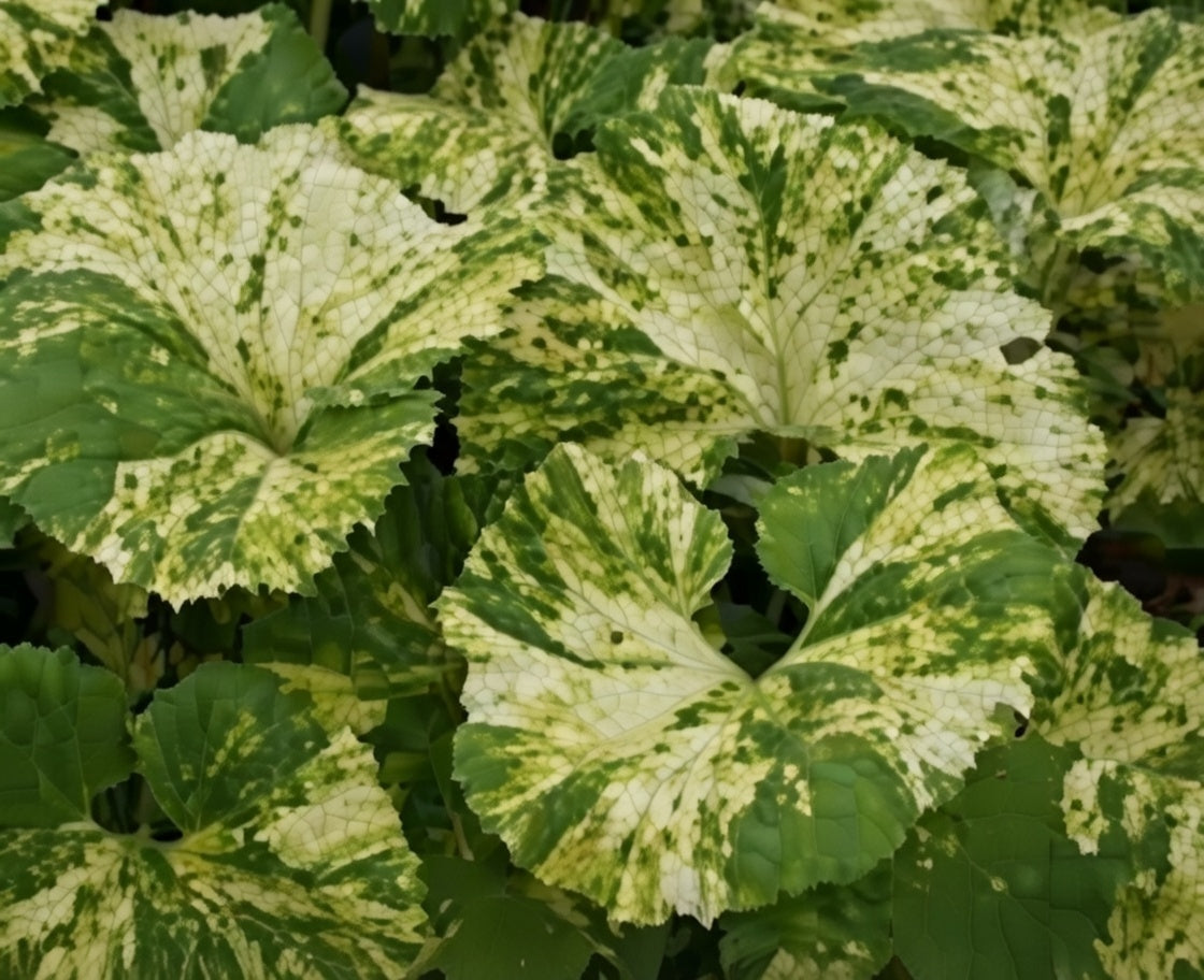 Petasites japonicus variegata