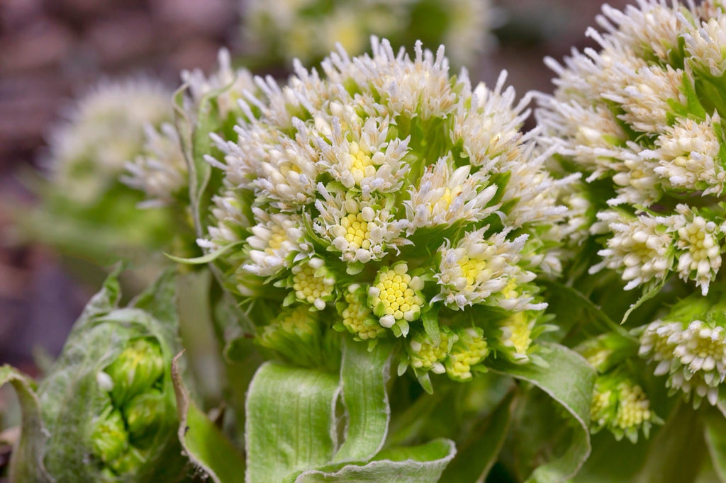 Petasites albus