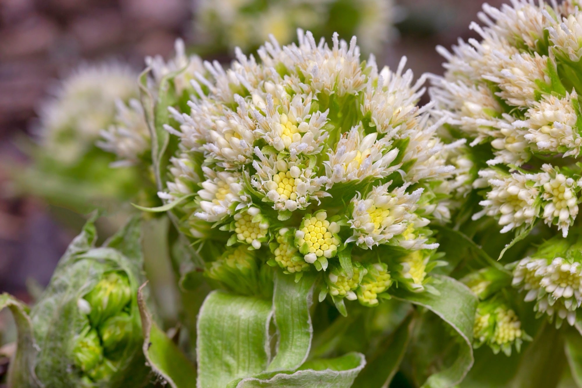 Petasites albus