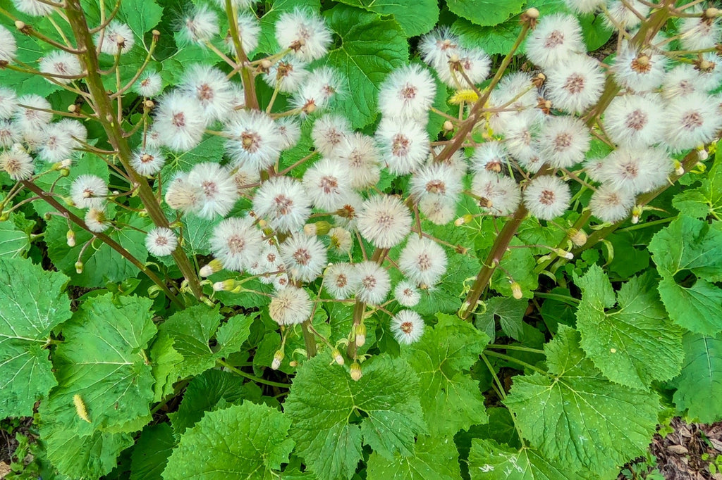 Petasites albus