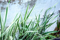 Phalaris arundinacea var picta