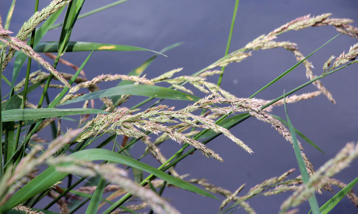 Phalaris arundinacea