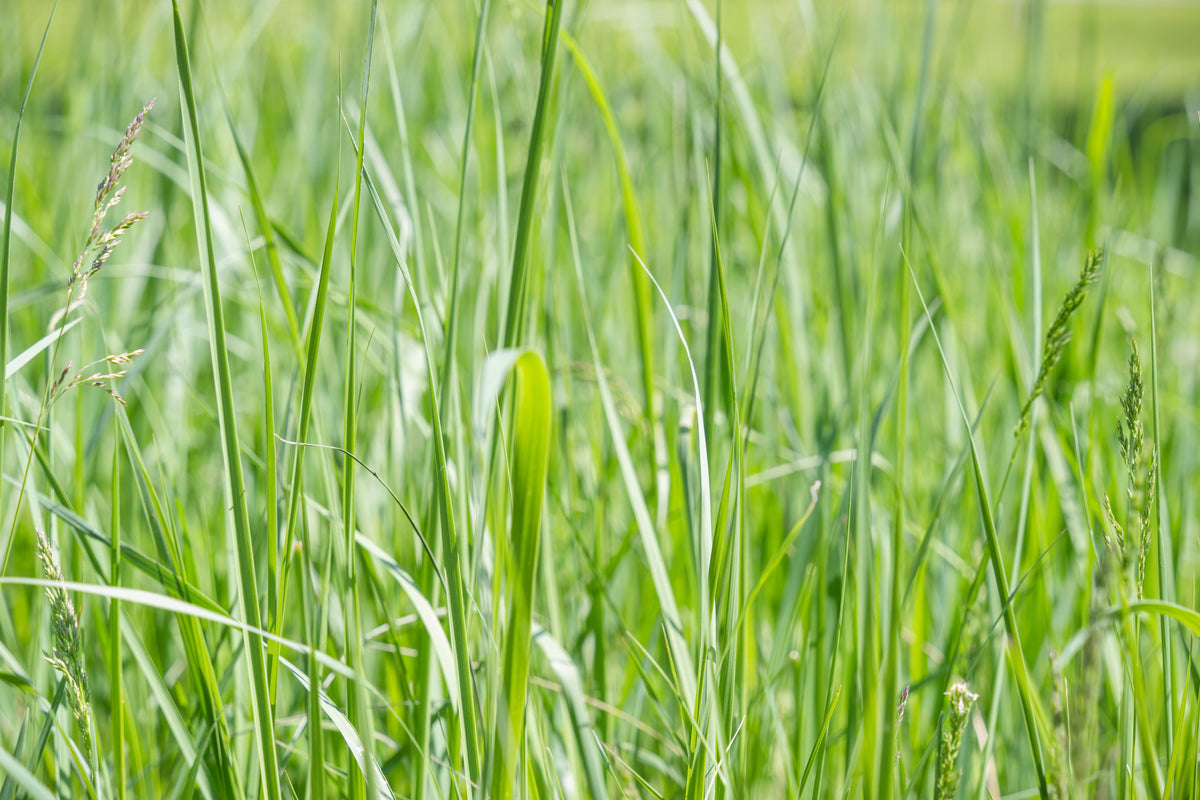 Phalaris arundinacea