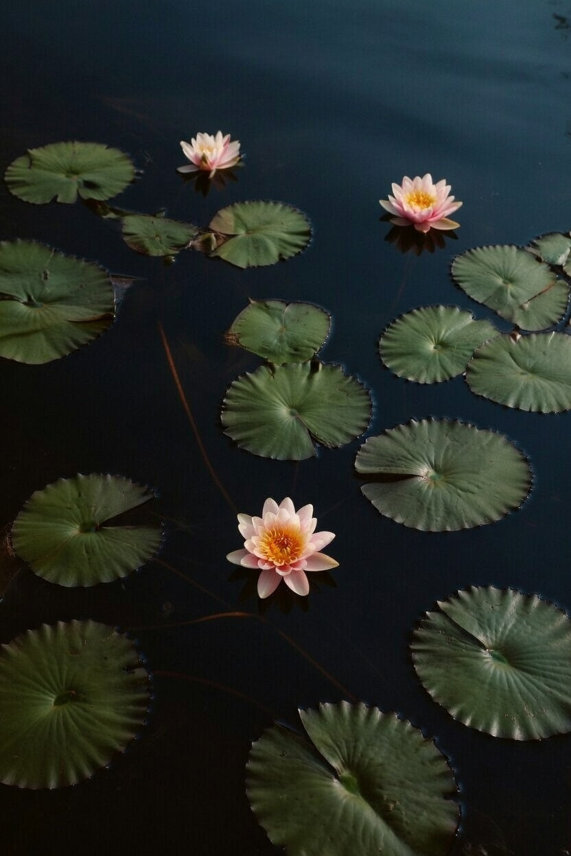 Nymphaea 'Phoebus'