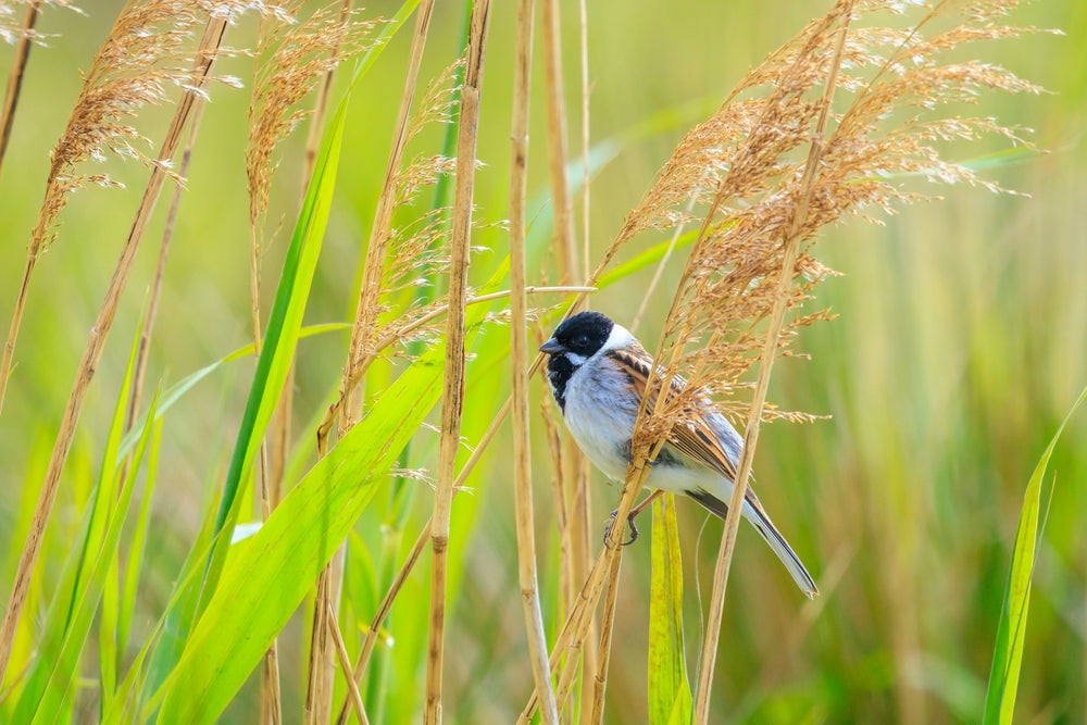 Phragmites australis