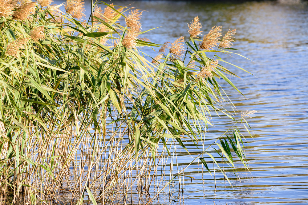 Phragmites australis