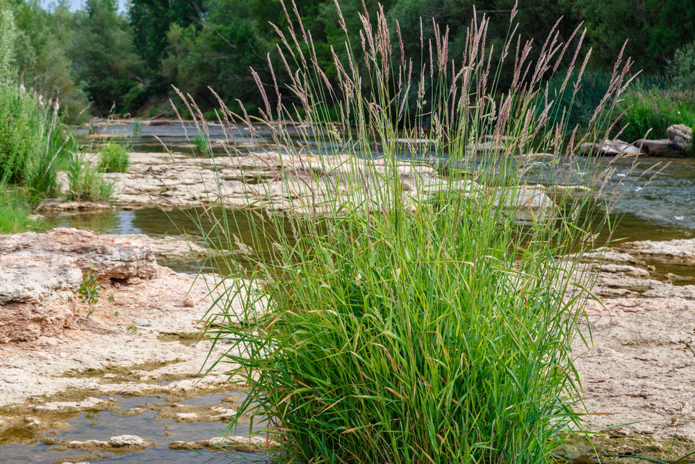 Phragmites australis
