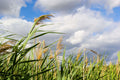 Phragmites australis