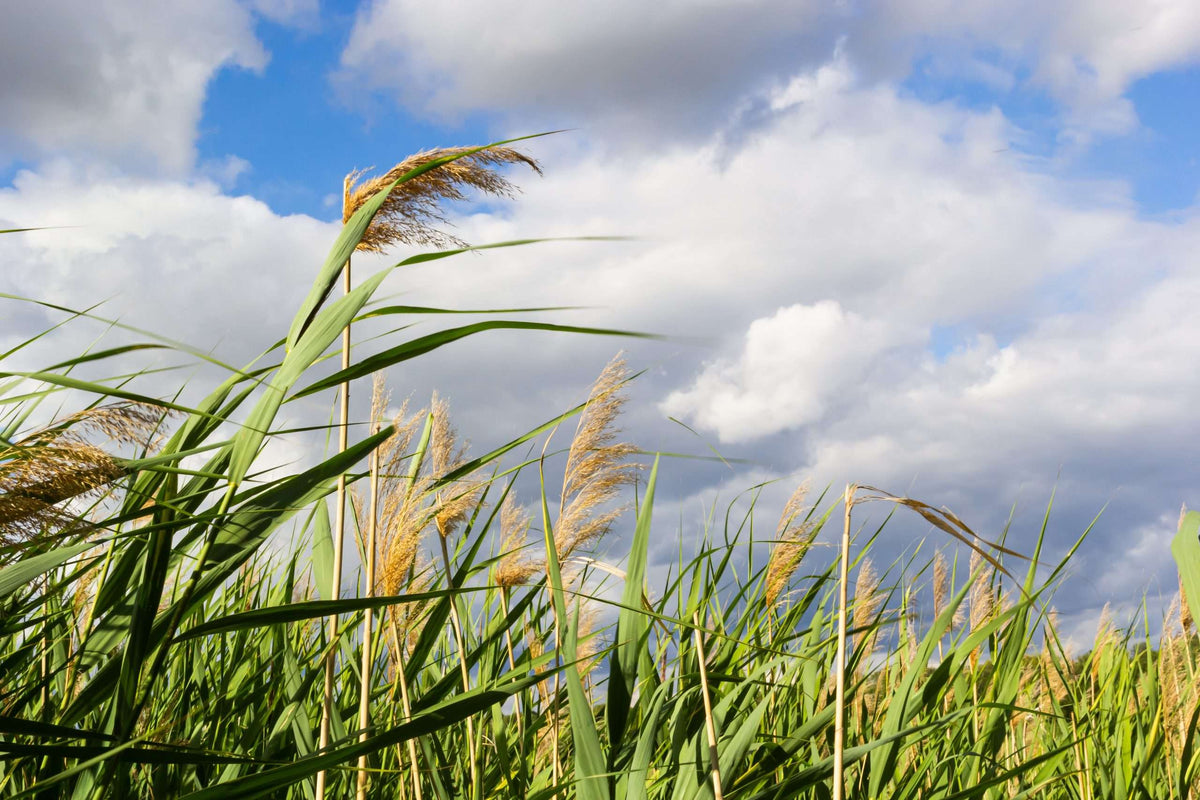 Phragmites australis
