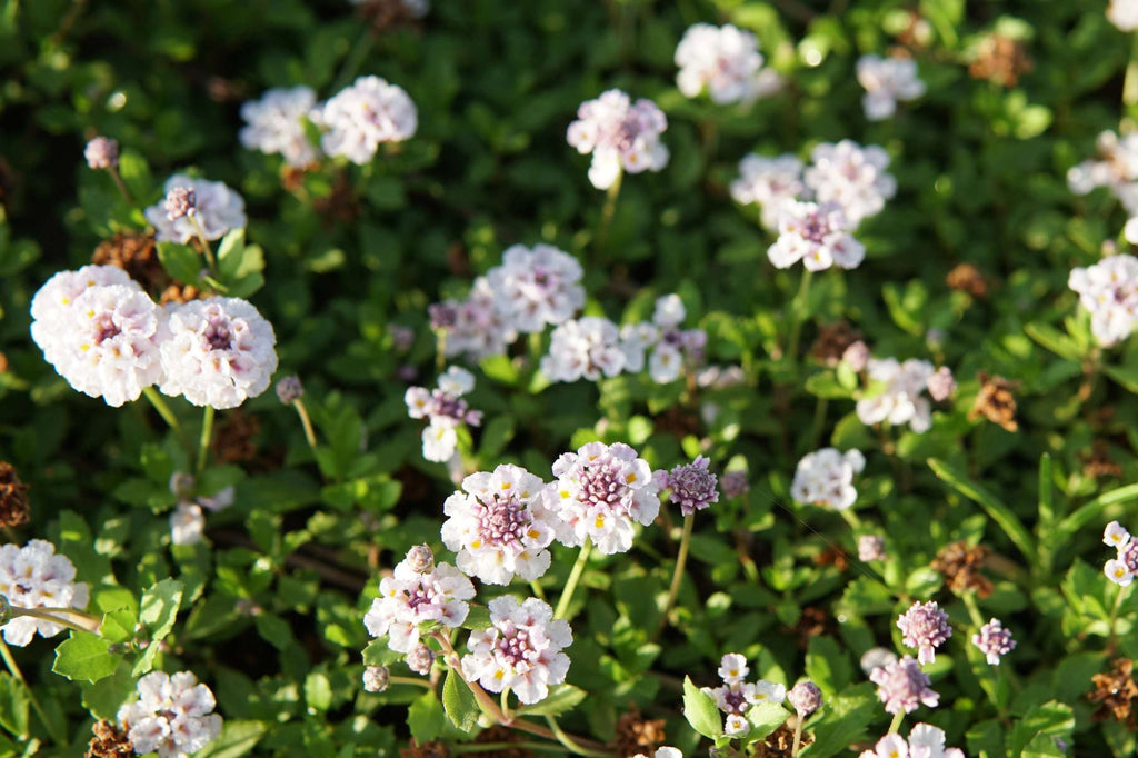 Phyla nodiflora