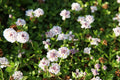 Phyla nodiflora