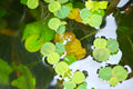 Phyllanthus fluitans