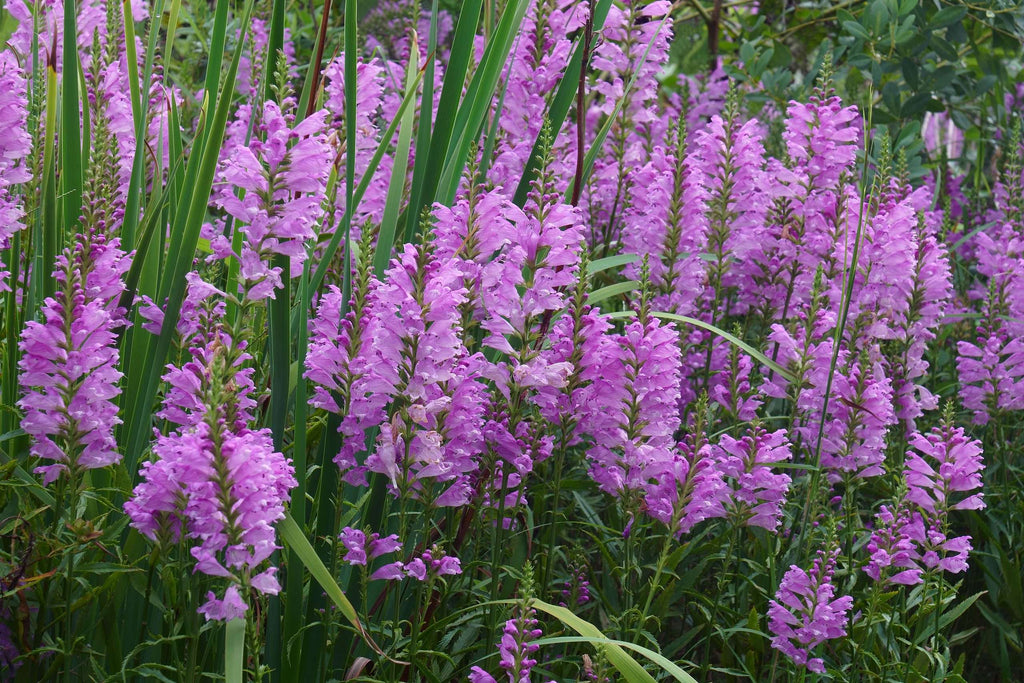 Physostegia virginiana