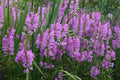 Physostegia virginiana