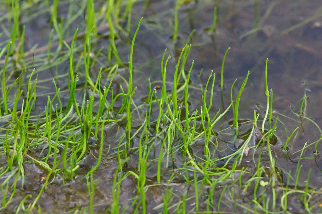Pilularia globulifera