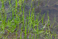 Pilularia globulifera