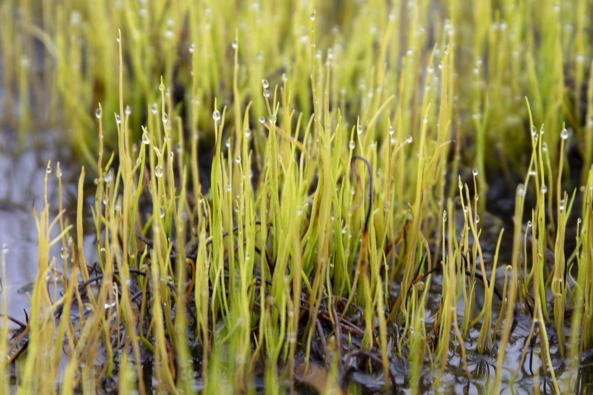 Pilularia globulifera