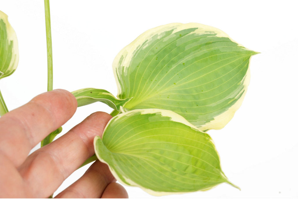 Hosta 'Pizzazz'