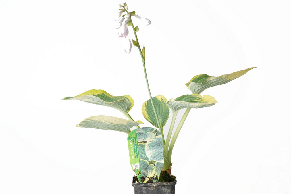 Hosta 'Sugar Daddy'