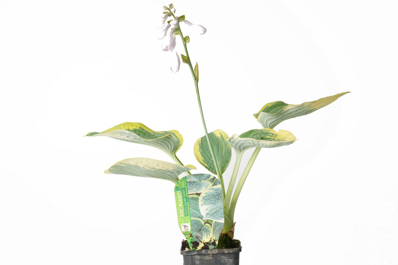 Hosta 'Sugar Daddy'