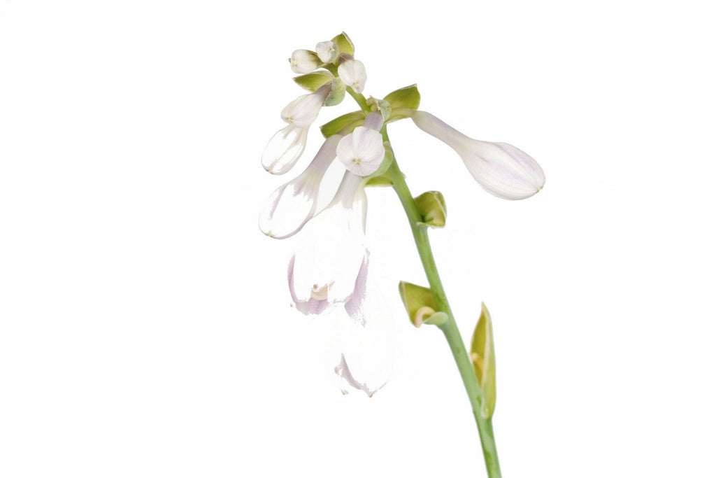 Hosta 'Sugar Daddy'