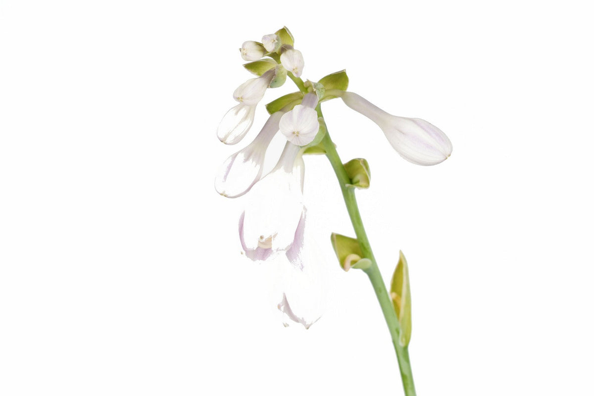 Hosta 'Sugar Daddy'