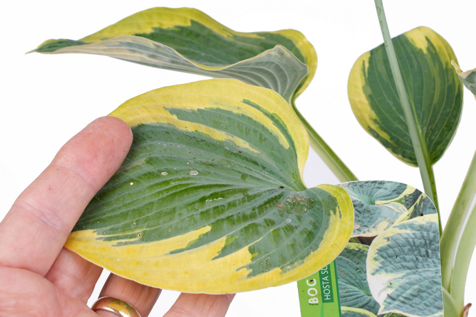 Hosta 'Sugar Daddy'
