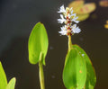 Pontederia cordata 'Alba'