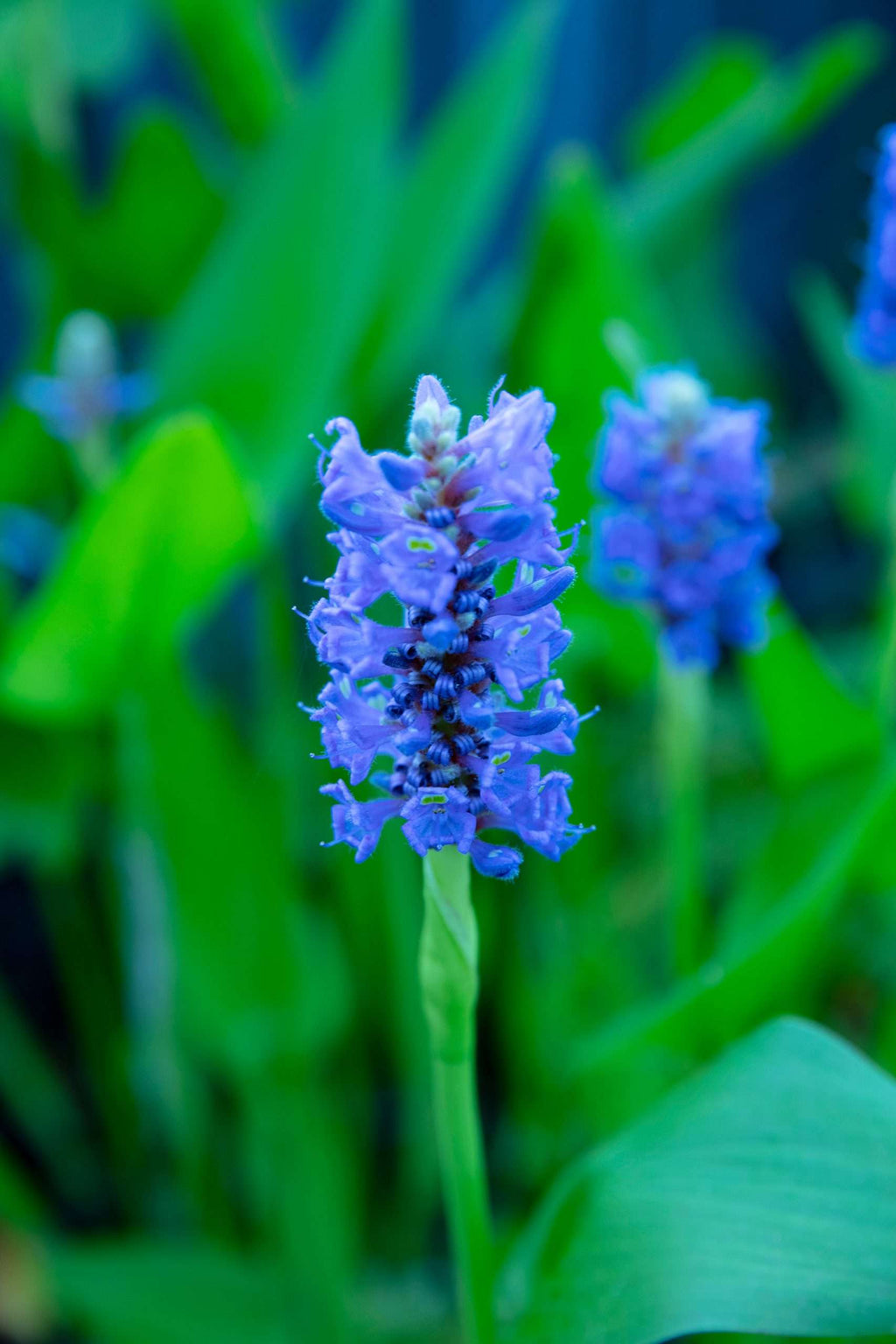 Pontederia cordata