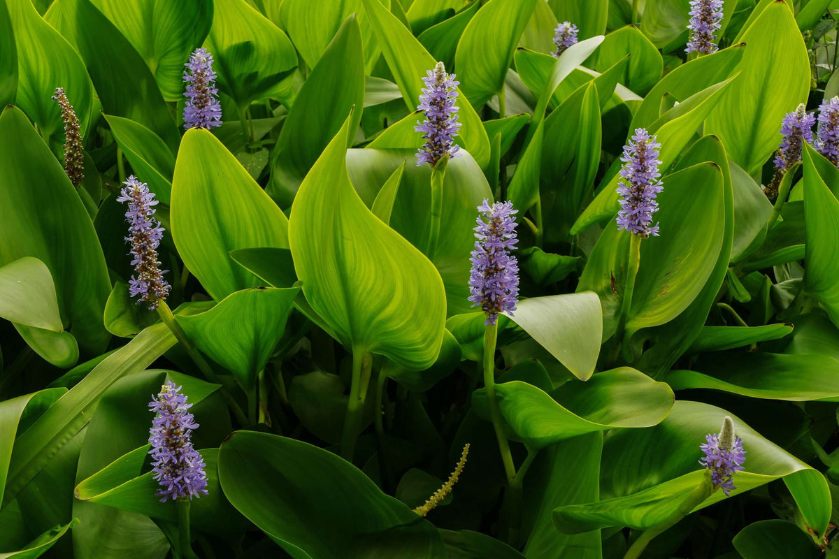 Pontederia cordata