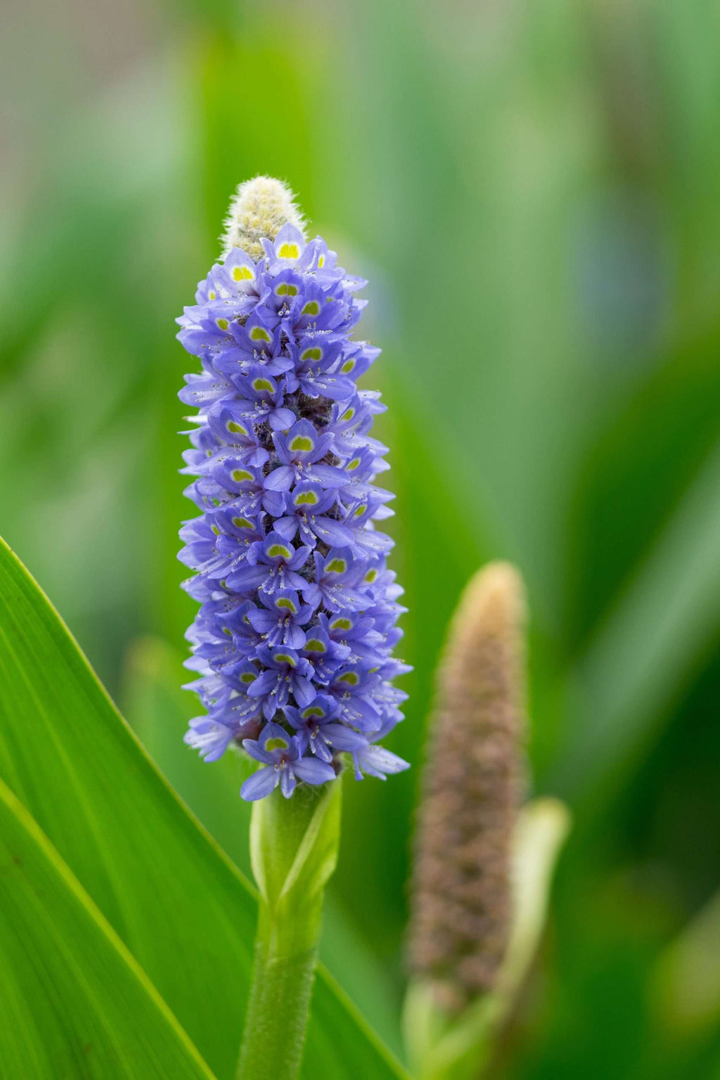 Pontederia cordata