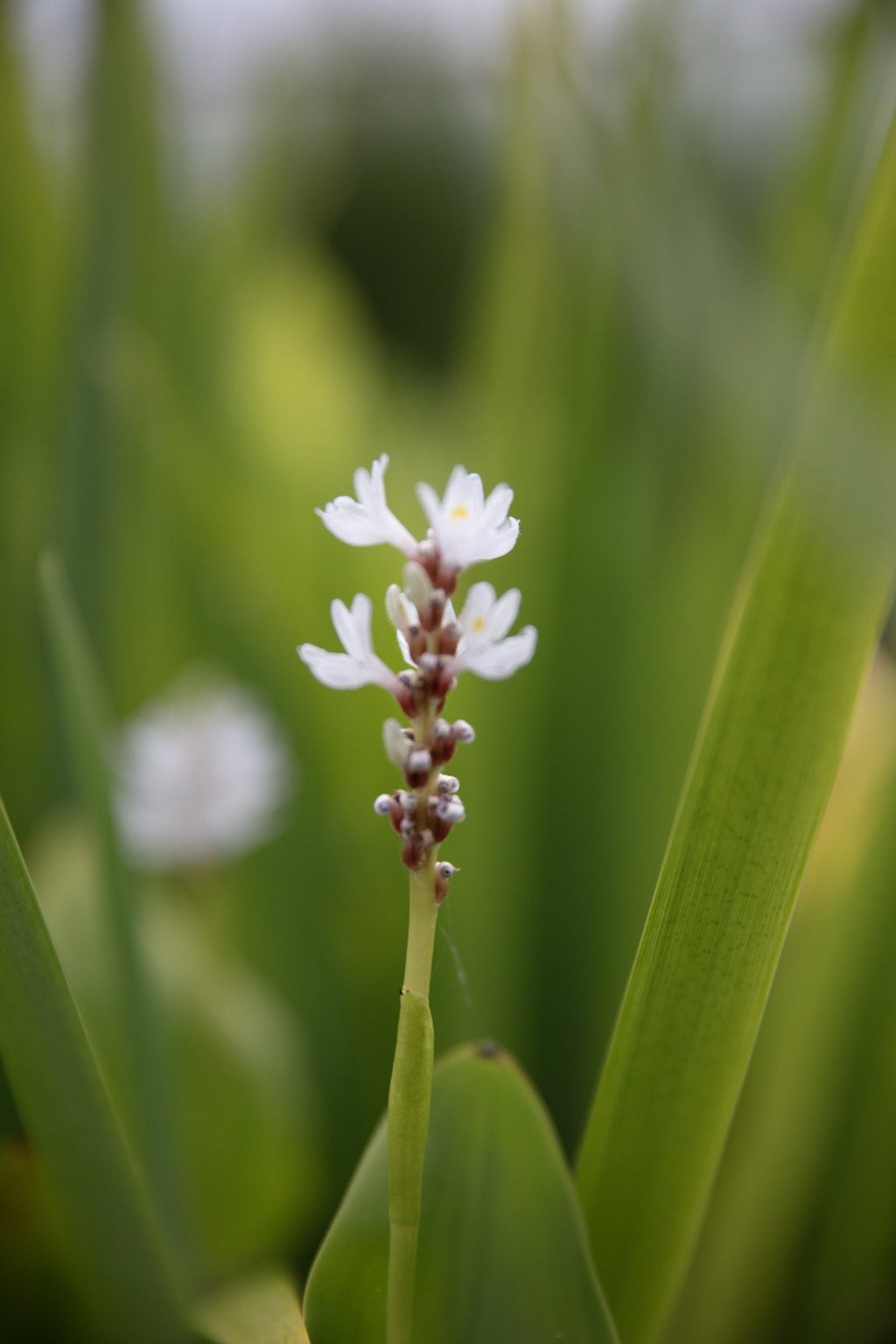Pontederia cordata 'Alba'